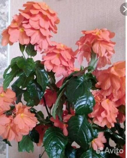 Кроссандра розовая, красная, голубая И оранжевая