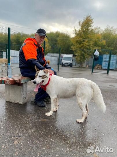 Олли молодая собака ищет дом