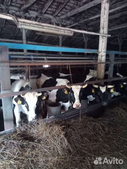 Коровы и нетели