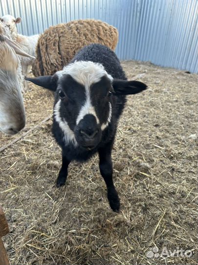 Овцы бараны