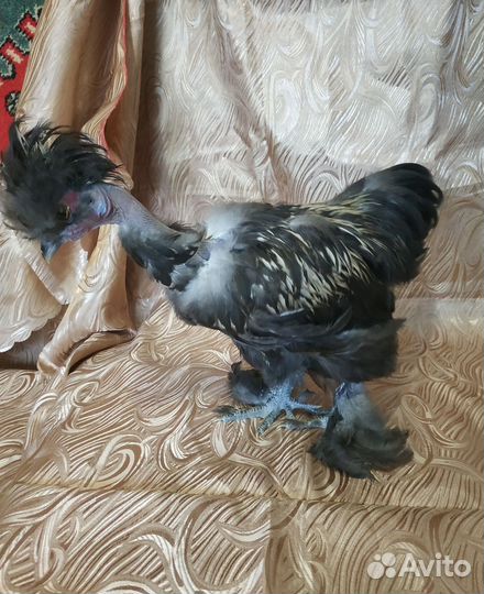 Шелковая курочка и петушок сизли