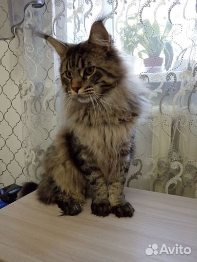 Мейн-кун вязка