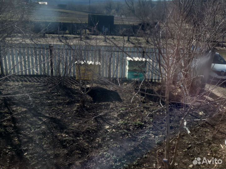 Продам пчелосемьи