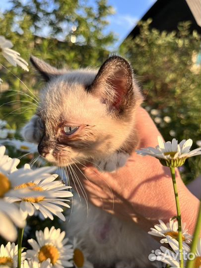 Котята в добрые руки даром