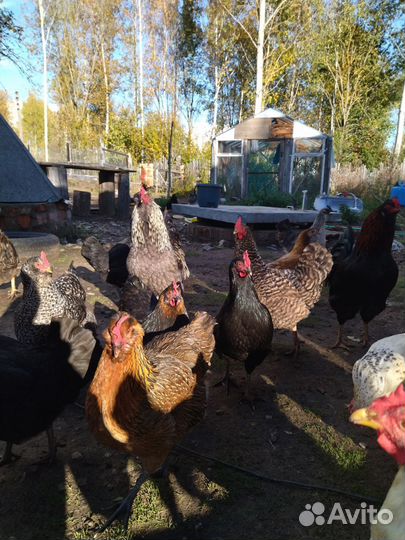 Куры несушки