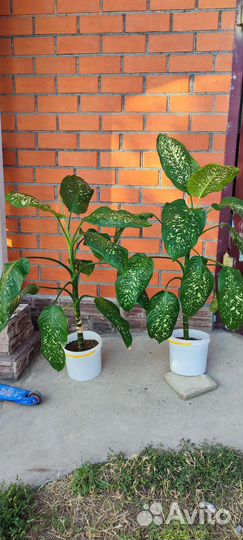 Диффенбахия