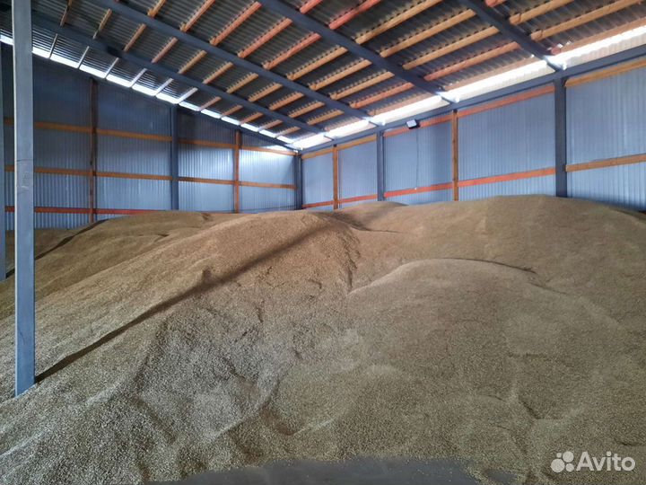 Полба сорт Руно