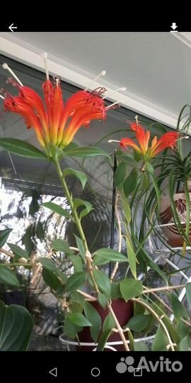 Мурайя, Эсхинантусы