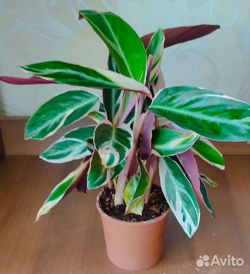 Строманта Триостар