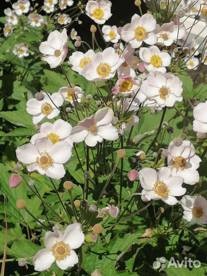 Анемона японская, многолетник, цветок для сада