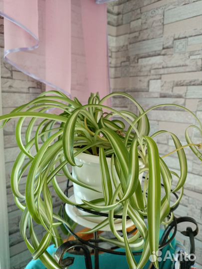 Хлорофитум кудрявый