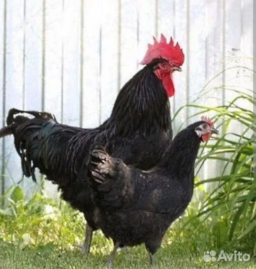 Куры и петух Синь Синь Дянь