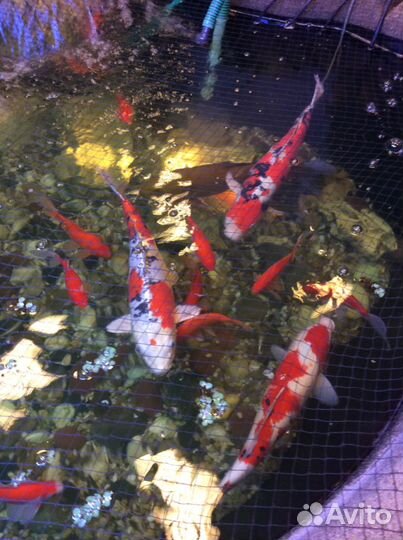 Крупные и мальки карпов кои