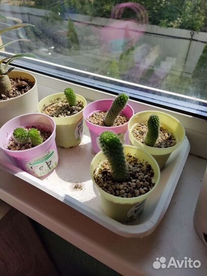 Кактус с красными цветками