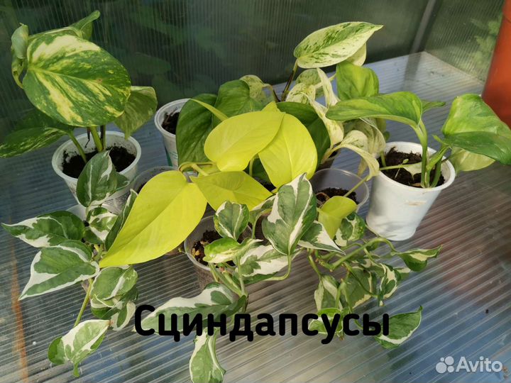 Сортовые сциндапсусы