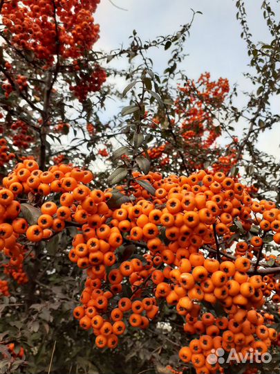 Пираканта семена