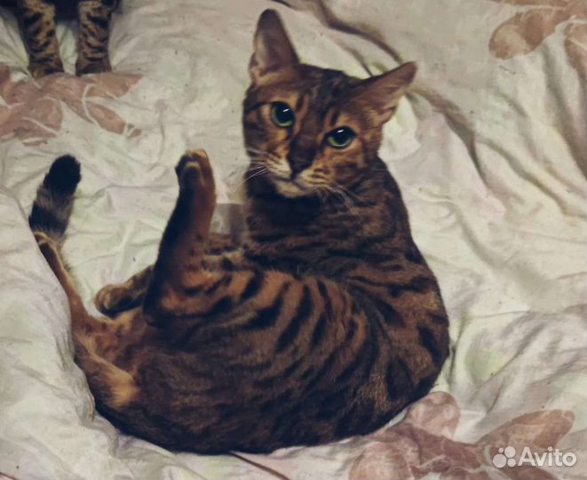 Бенгальская