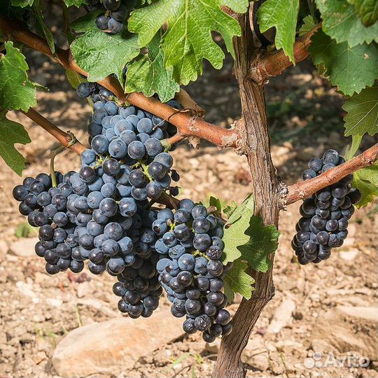 Винный виноград
