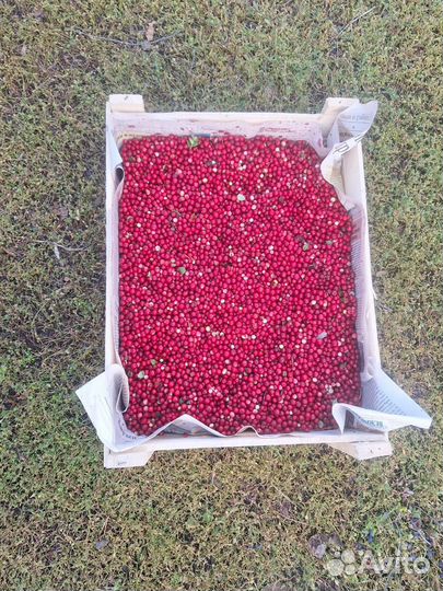 Свежая черника,голубика, морошка, брусника