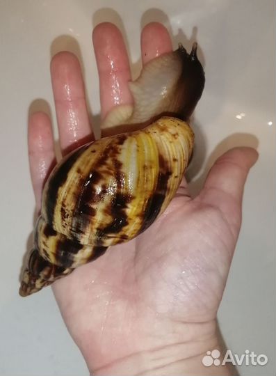 Улитки ахатины