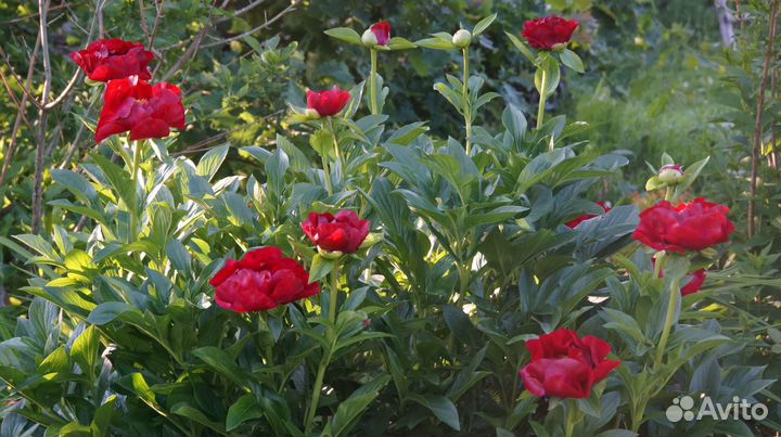 Многолетние растения для сада