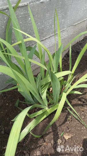 Ирисы саженцы-луковицы цена за 3 шт