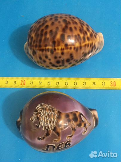 Набор морских раковин