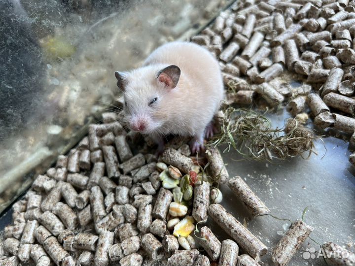 Сирийский хомяк