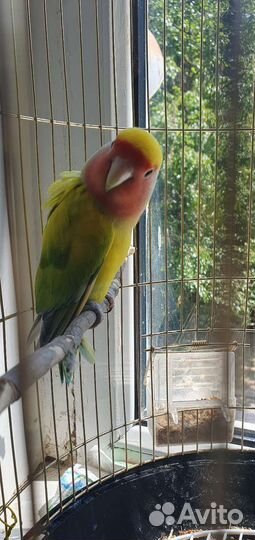 Попугаи.Пара взрослая+клетка