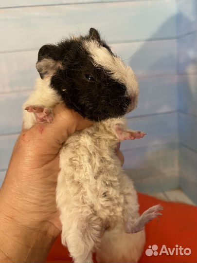 Морские свинки ам тедди