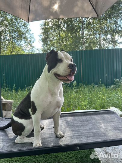 Амстафф вязка