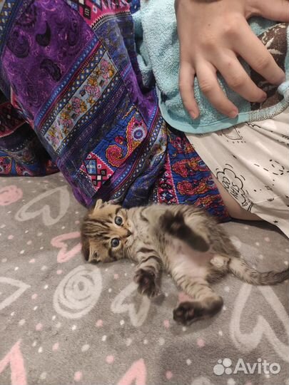 Котята в добрые руки 1 месяц