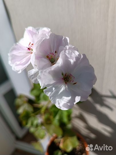 Пеларгония герань