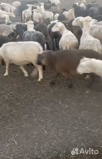 Овцы бараны