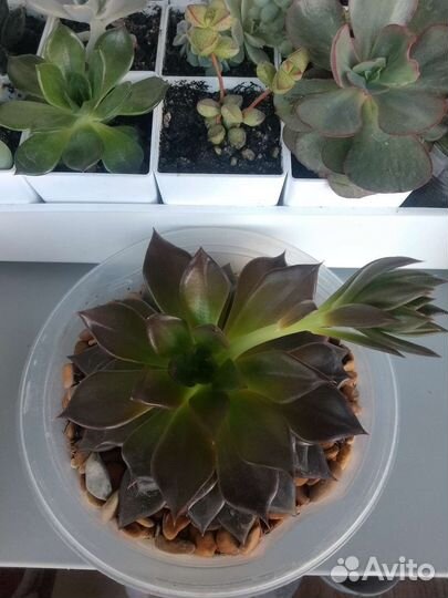 Суккуленты эхеверия Черный принц