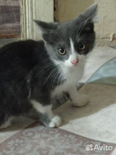 Отдам бесплатно котят
