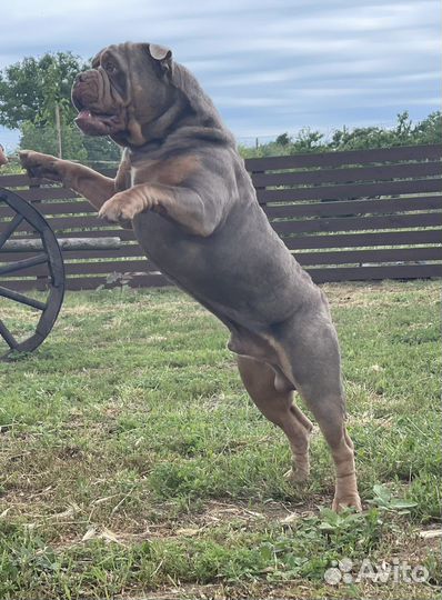 Староанглийский бульдог Вязка