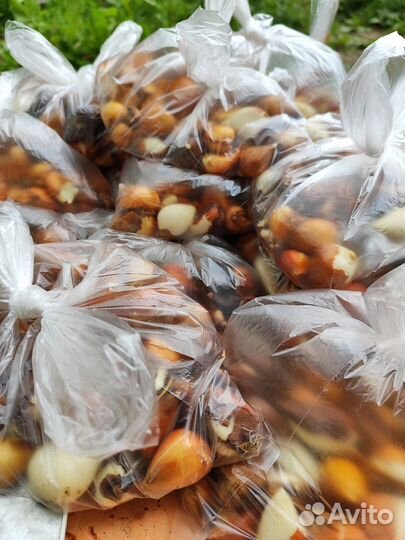 Детки тюльпанов