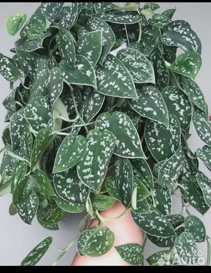 Эпипремнумы (сциндапсусы) разные, Монстера альба