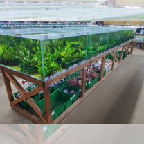 Аквариумные рыбки и растения у метро Нов.Черемушки, Москва
