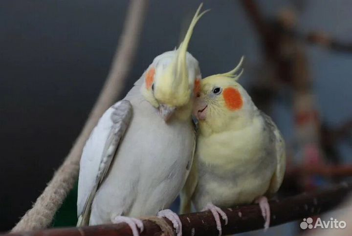 Волнистый попугай, Корелла, Неразлучники какарик