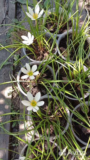 Зефирантес белыи (выскочка)ура цветут