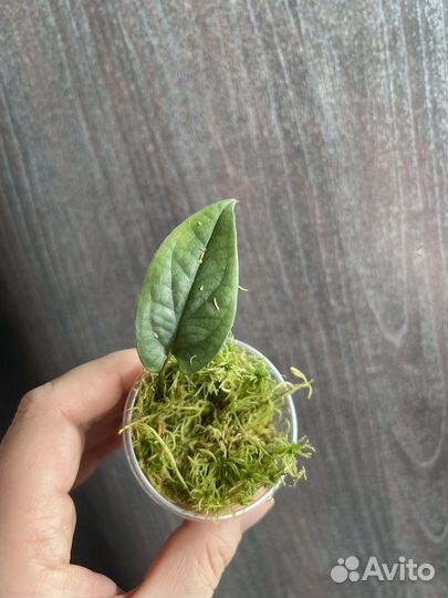 Амидриум, монстера альбо, дубиа