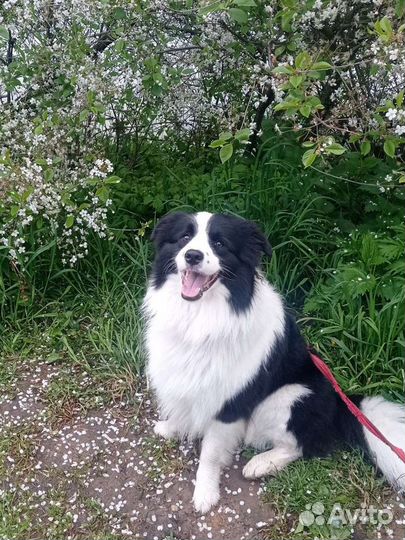 Дрессировка/выгул собак/ Кинолог