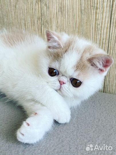 Сладкий малыш Айсик