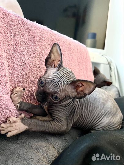 Канадский сфинкс