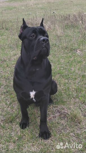 Кобель вязка кане Корсо