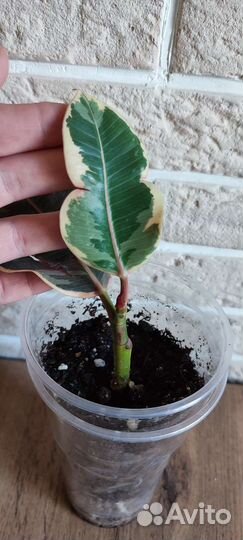 Фикус эластика тинеке