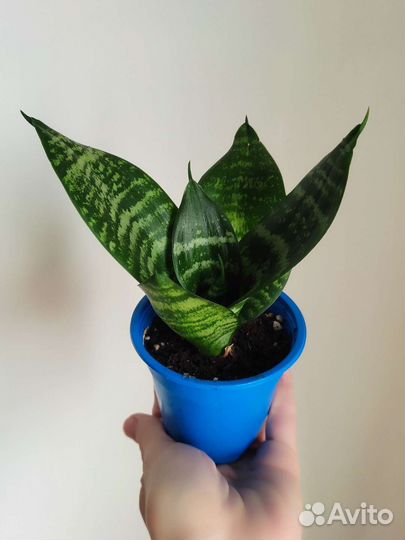 Сансевиерия ханни