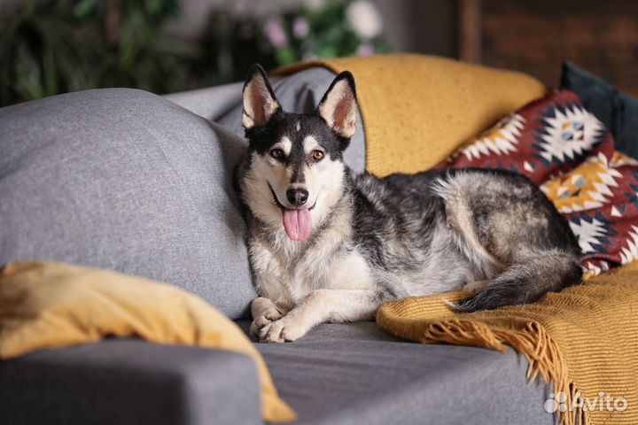 Хася - замечательная девочка ищет дом